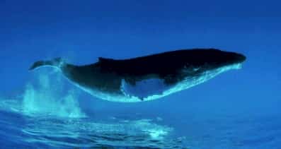 鯨魚叫動(dòng)物叫聲音芯片